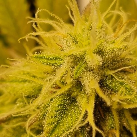 Pineapple Express growlog timeline photo