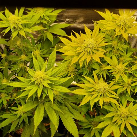 Pineapple Express growlog timeline photo