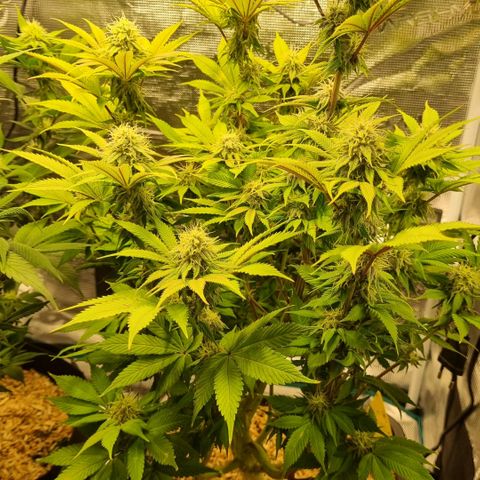 Pineapple Express growlog timeline photo