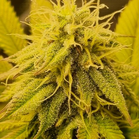 Pineapple Express growlog timeline photo