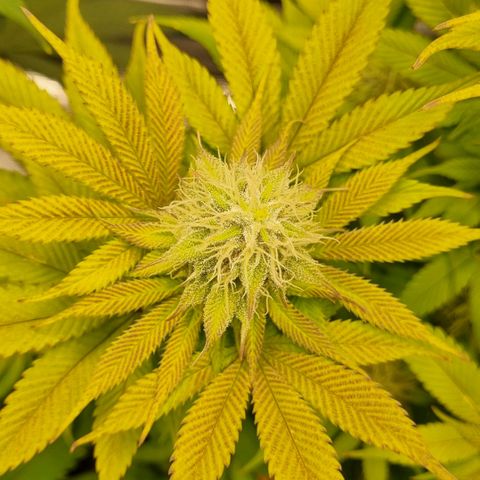 Pineapple Express growlog timeline photo