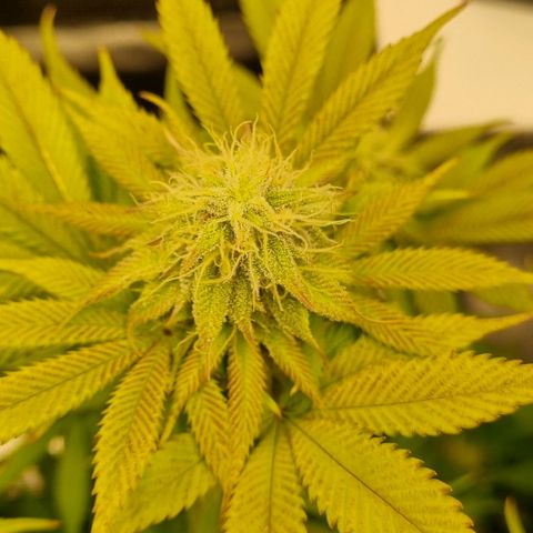Pineapple Express growlog timeline photo