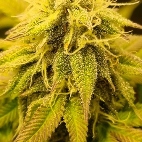 Pineapple Express growlog timeline photo