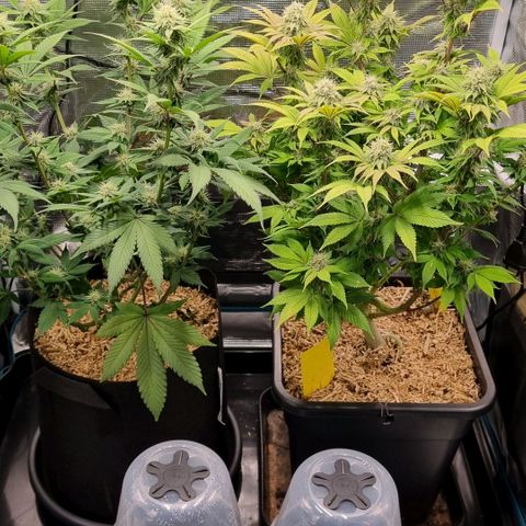 Pineapple Express growlog timeline photo