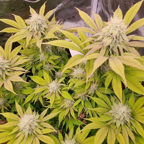 Pineapple Express growlog timeline photo