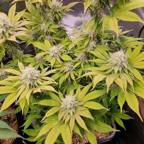 Pineapple Express growlog timeline photo
