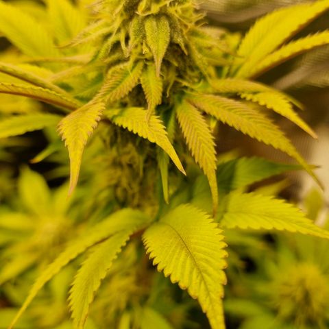 Pineapple Express growlog timeline photo
