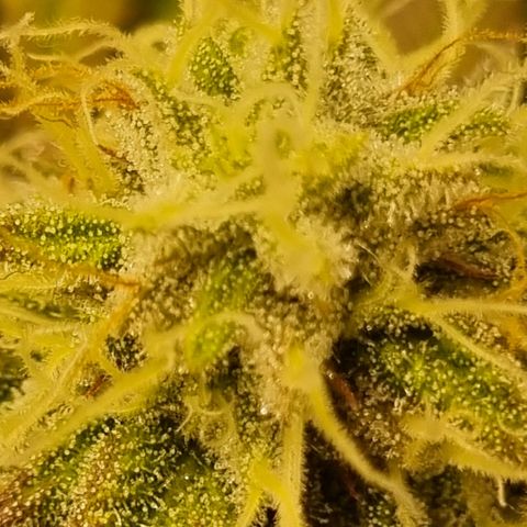 Pineapple Express growlog timeline photo