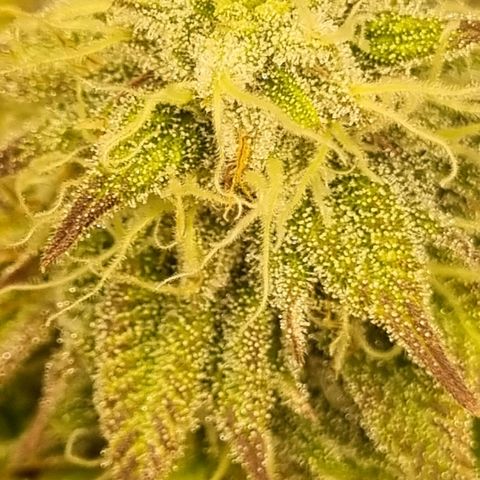 Pineapple Express growlog timeline photo