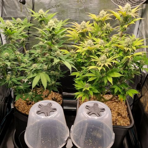 Pineapple Express growlog timeline photo