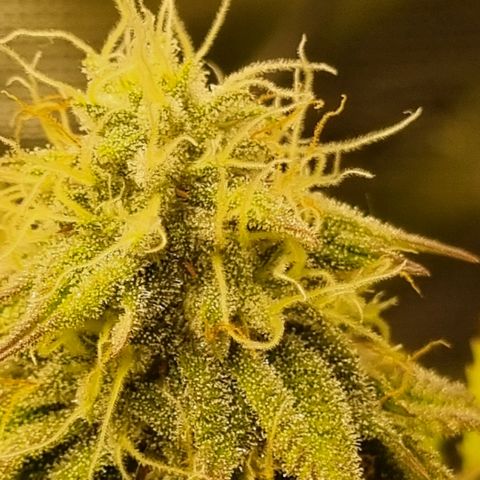 Pineapple Express growlog timeline photo