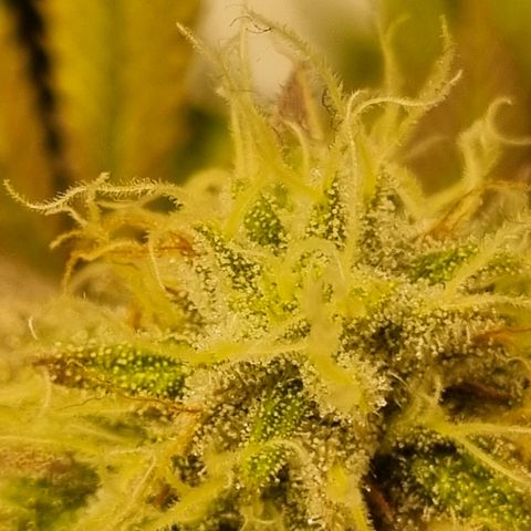 Pineapple Express growlog timeline photo