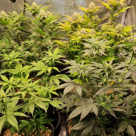 Pineapple Express growlog timeline photo