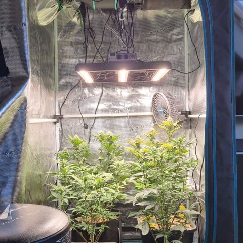 Pineapple Express growlog timeline photo