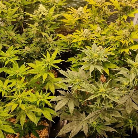 Pineapple Express growlog timeline photo