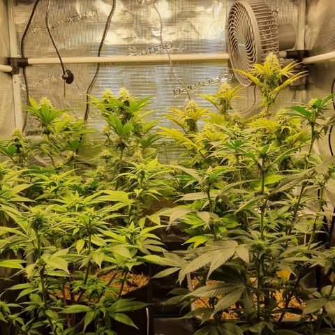 Pineapple Express growlog timeline photo