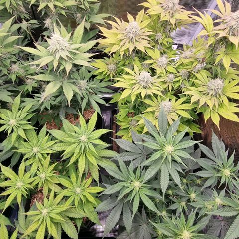 Pineapple Express growlog timeline photo