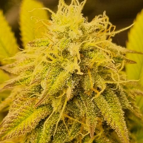 Pineapple Express growlog timeline photo