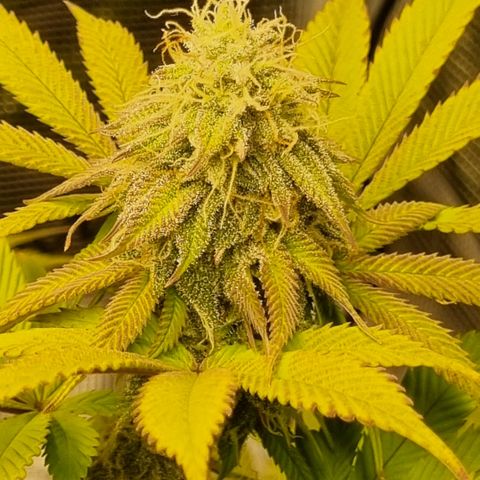 Pineapple Express growlog timeline photo