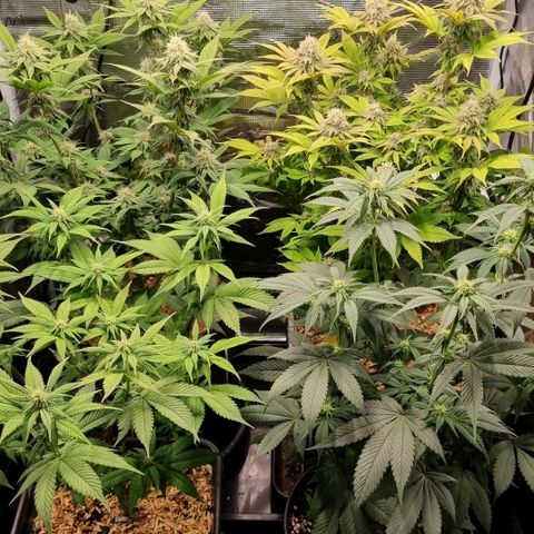 Pineapple Express growlog timeline photo