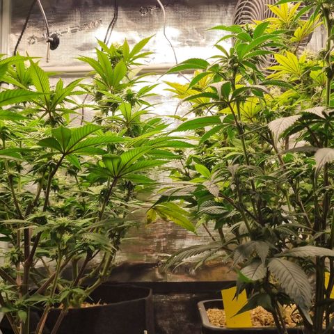 Pineapple Express growlog timeline photo