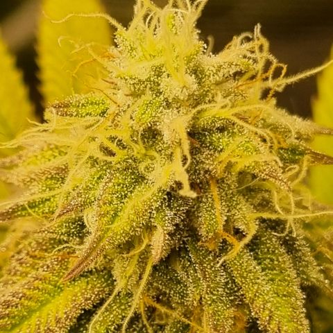 Pineapple Express growlog timeline photo