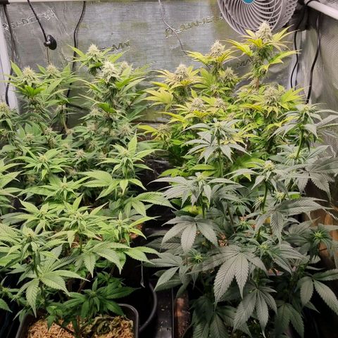 Pineapple Express growlog timeline photo