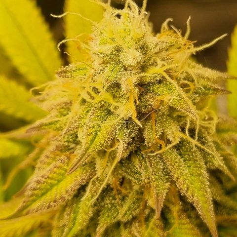 Pineapple Express growlog timeline photo