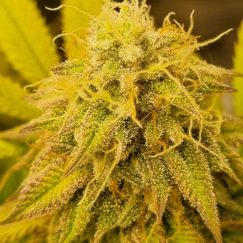 Pineapple Express growlog timeline photo