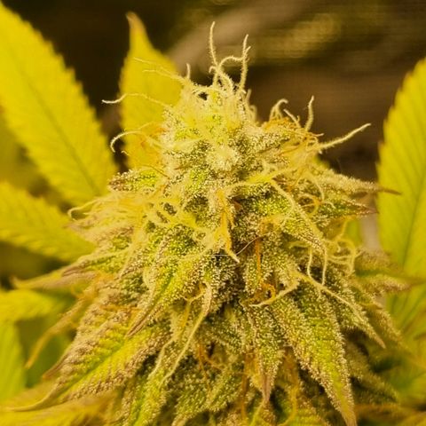 Pineapple Express growlog timeline photo