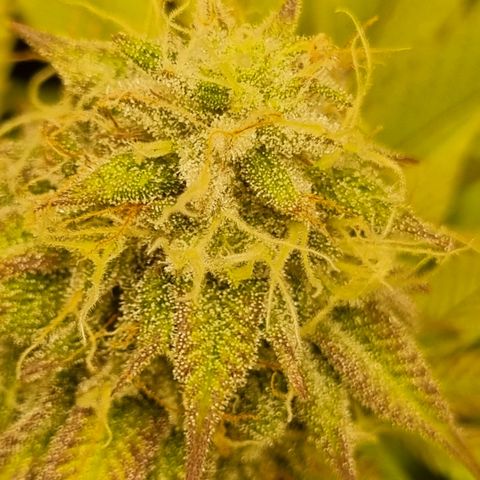 Pineapple Express growlog timeline photo