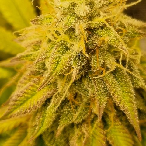 Pineapple Express growlog timeline photo