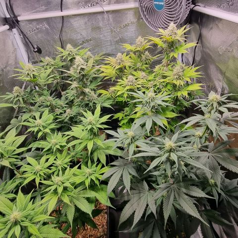 Pineapple Express growlog timeline photo