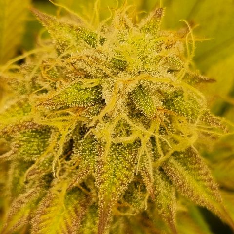 Pineapple Express growlog timeline photo