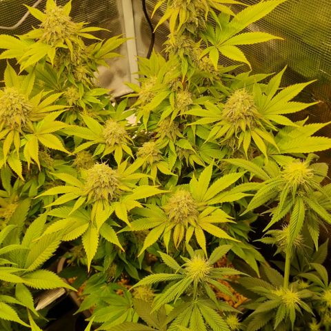 Pineapple Express growlog timeline photo