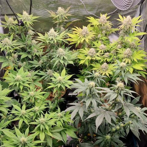 Pineapple Express growlog timeline photo