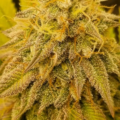Pineapple Express growlog timeline photo