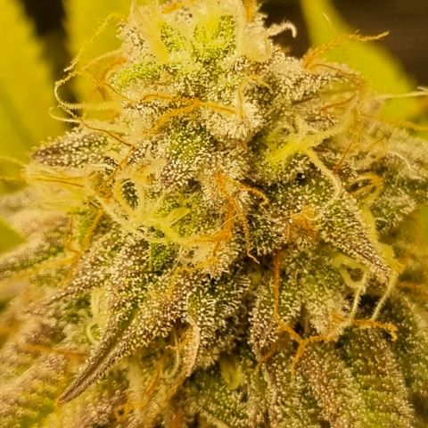 Pineapple Express growlog timeline photo