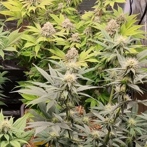Pineapple Express growlog timeline photo