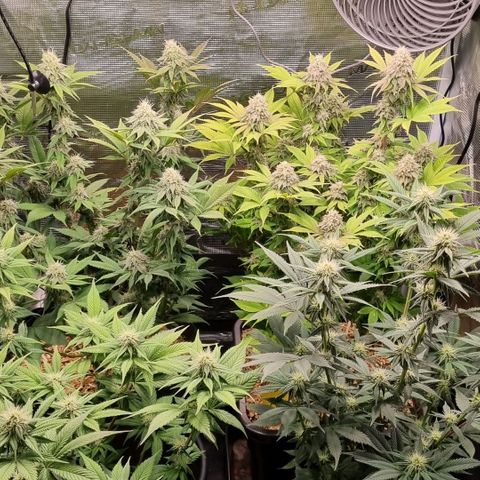 Pineapple Express growlog timeline photo