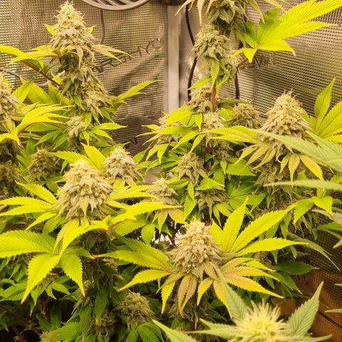 Pineapple Express growlog timeline photo