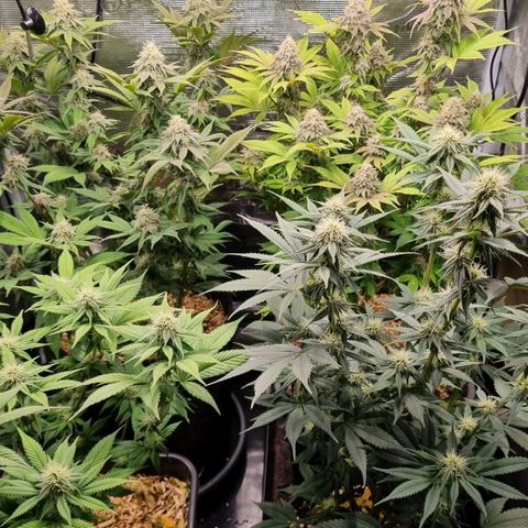 Pineapple Express growlog timeline photo
