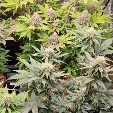 Pineapple Express growlog timeline photo