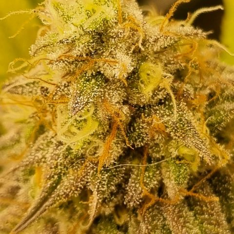 Pineapple Express growlog timeline photo