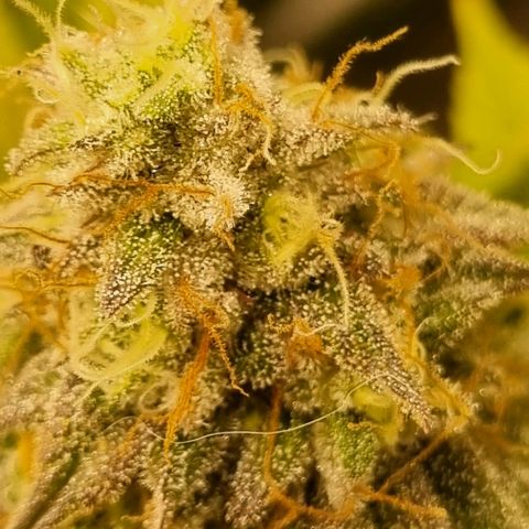 Pineapple Express growlog timeline photo