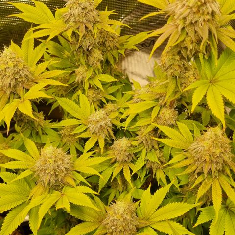 Pineapple Express growlog timeline photo