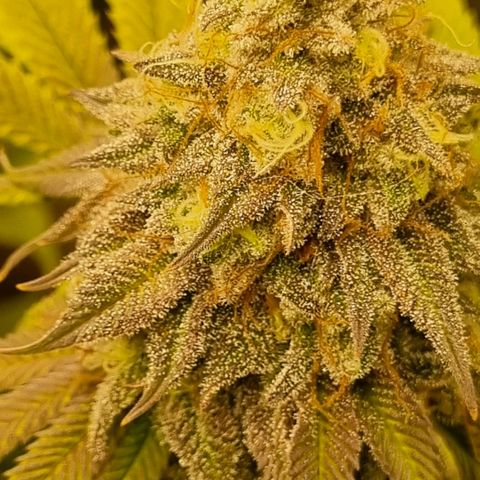 Pineapple Express growlog timeline photo