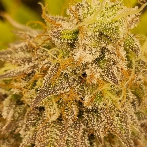Pineapple Express growlog timeline photo