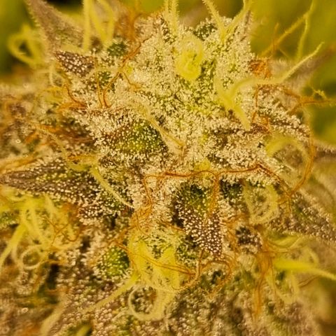 Pineapple Express growlog timeline photo