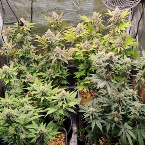 Pineapple Express growlog timeline photo